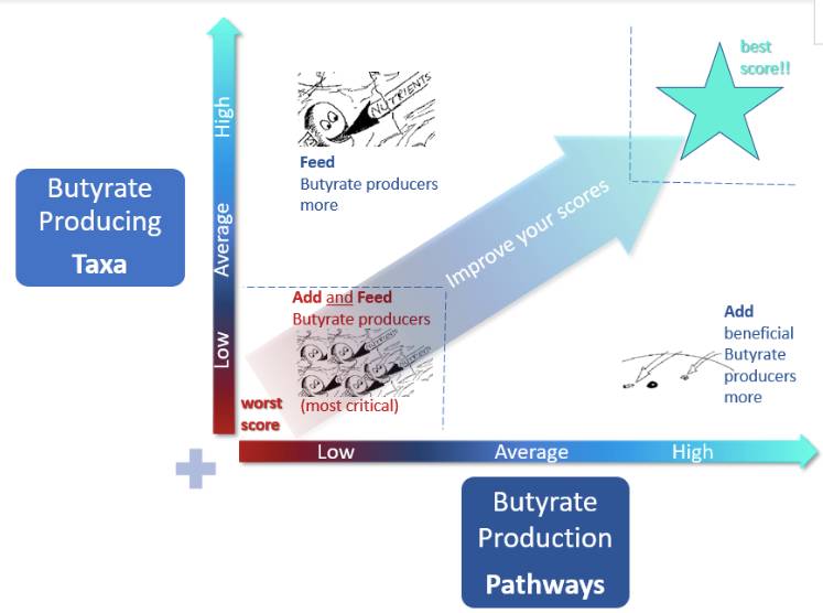 butyrate production